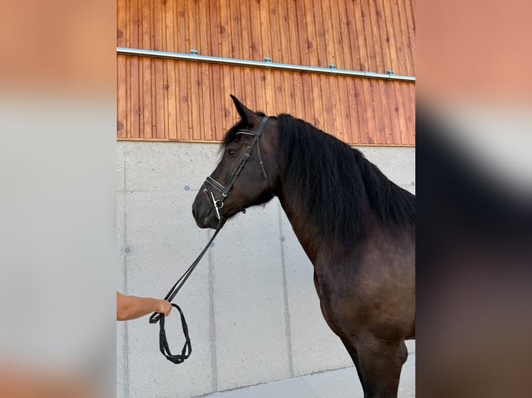 Noriker Mare 7 years 16 hh Black in OberalmHallein