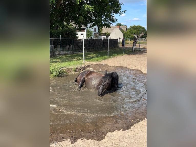 Noriker Mare 7 years 16 hh Black in Wustermark