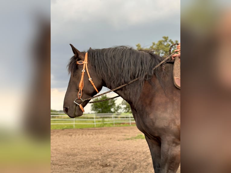 Noriker Mare 7 years 16 hh Black in Wustermark