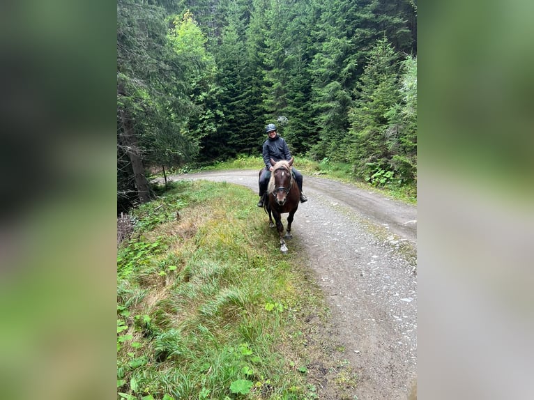 Noriker Mare 7 years 16 hh Chestnut-Red in Bretstein