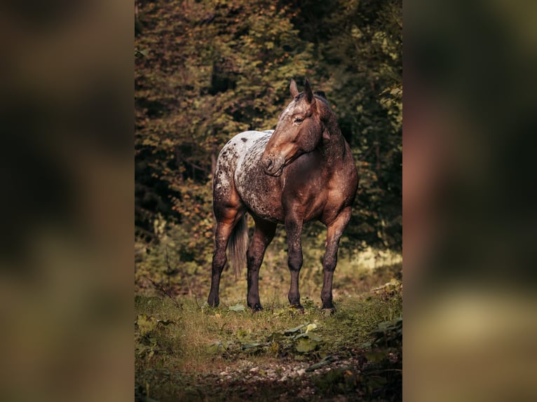 Noriker Mare 7 years 16 hh Leopard-Piebald in Schwarzach im Pongau
