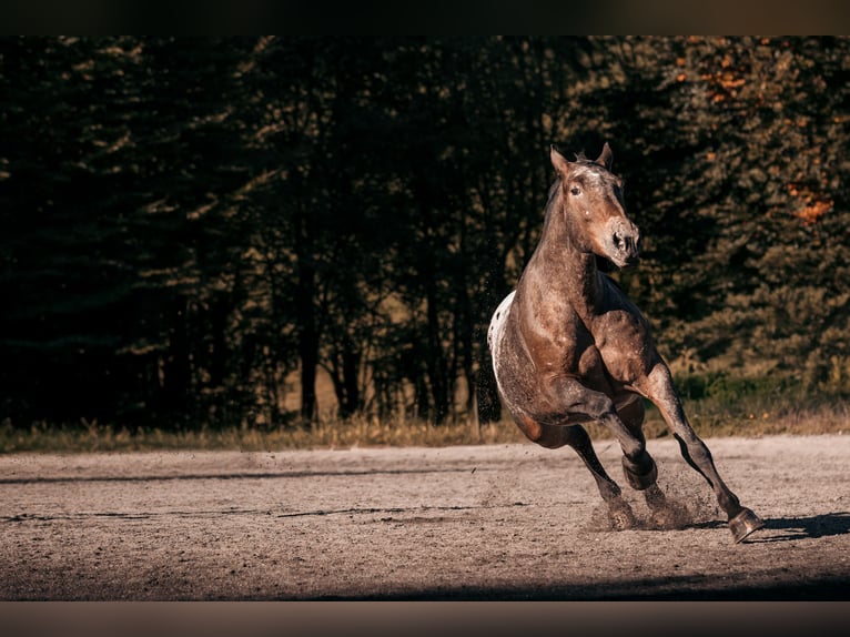 Noriker Mare 7 years 16 hh Leopard-Piebald in Schwarzach im Pongau