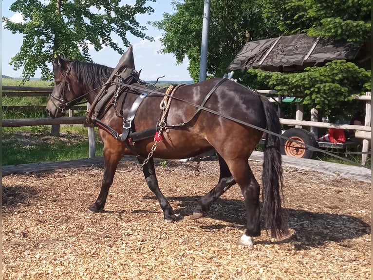 Noriker Mare 7 years 16 hh Smoky-Black in Rottenburg am Neckar