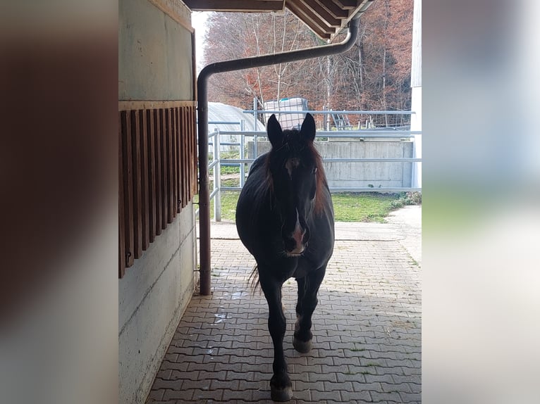 Noriker Mare 7 years Black in Innerberg