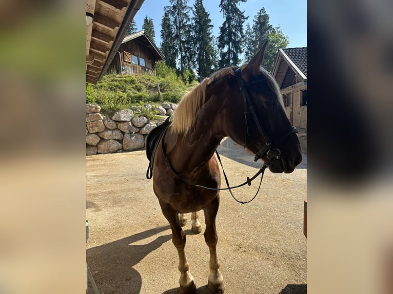 Noriker Mare 7 years Chestnut-Red in Altenmarkt im Pongau