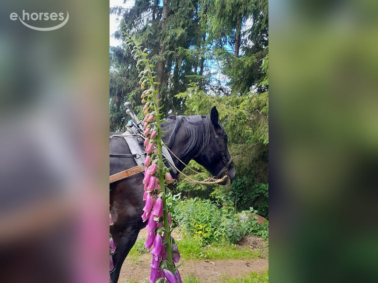 Noriker Mare 8 years 15.2 hh Black in KLAFFER