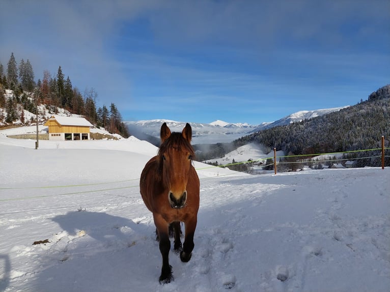 Noriker Mare 8 years 15,2 hh Brown in Paternion