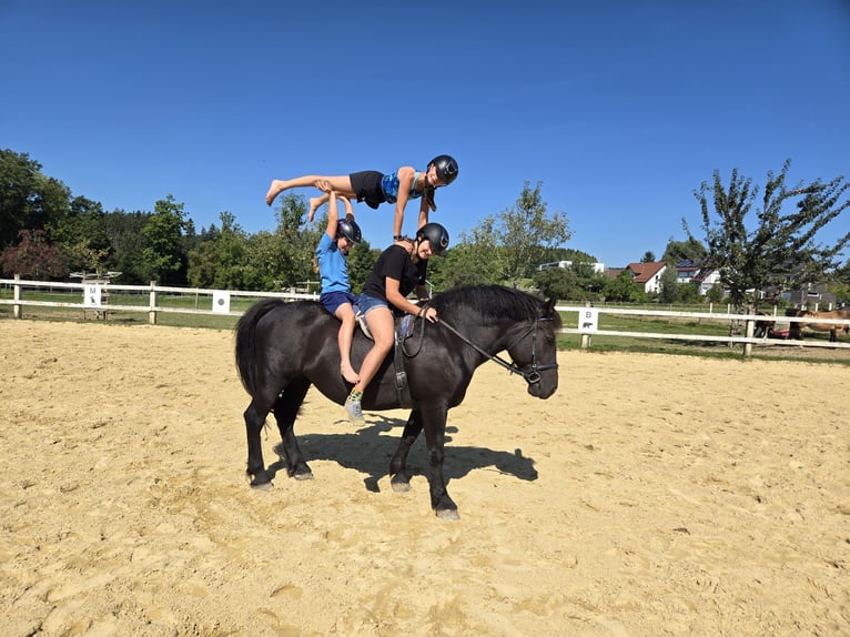 Noriker Mix Mare 8 years 15,1 hh Black in Deggenhausertal
