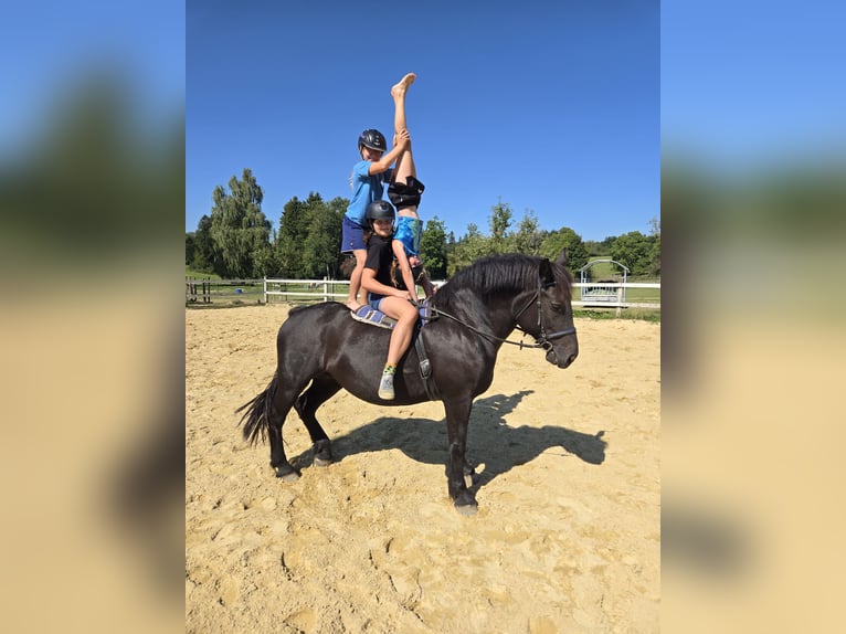 Noriker Mix Mare 8 years 15,1 hh Black in Deggenhausertal