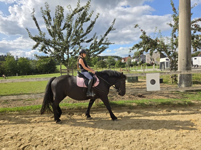 Noriker Mix Mare 8 years 15,1 hh Black in Deggenhausertal