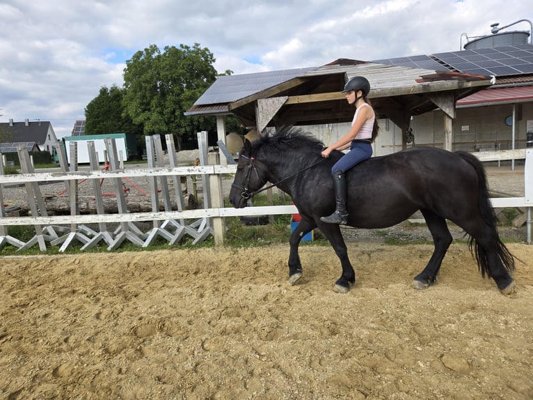 Noriker Mix Mare 8 years 15,1 hh Black in Deggenhausertal
