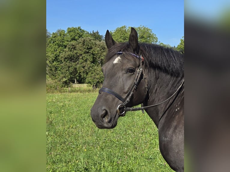 Noriker Mix Mare 8 years 15,1 hh Black in Deggenhausertal