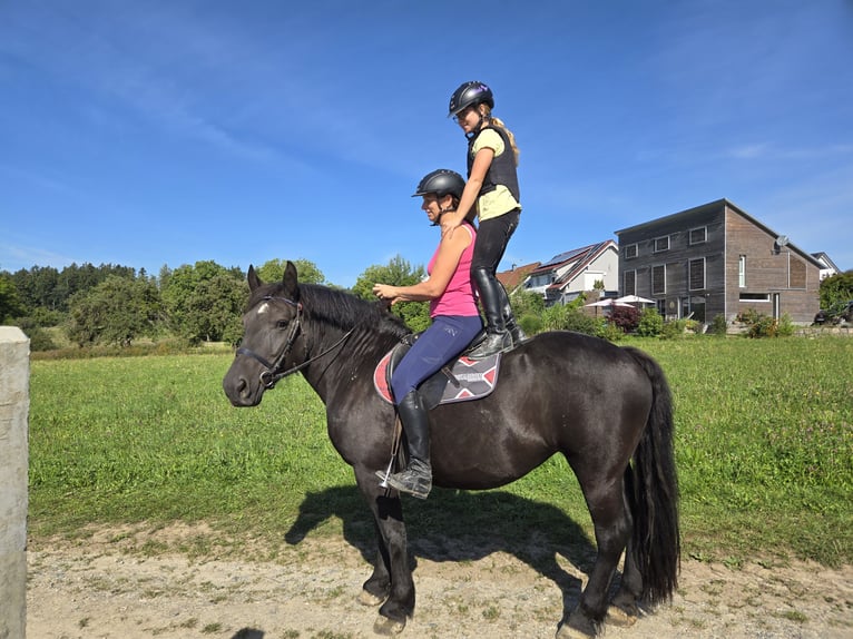 Noriker Mix Mare 8 years 15,1 hh Black in Deggenhausertal