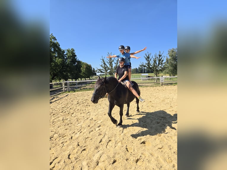 Noriker Mix Mare 8 years 15,1 hh Black in Deggenhausertal
