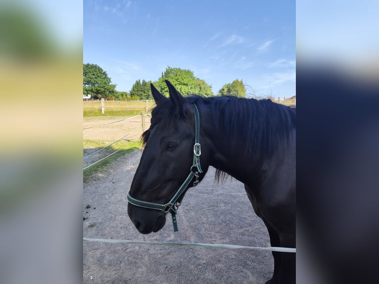Noriker Mare 8 years 15,2 hh Black in Coppenbr&#xFC;gge