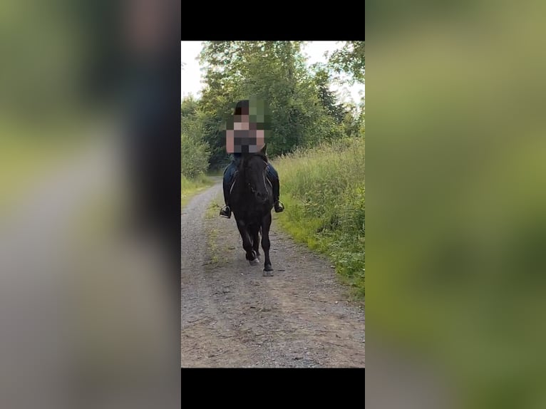 Noriker Mare 8 years 15,2 hh Black in Coppenbr&#xFC;gge