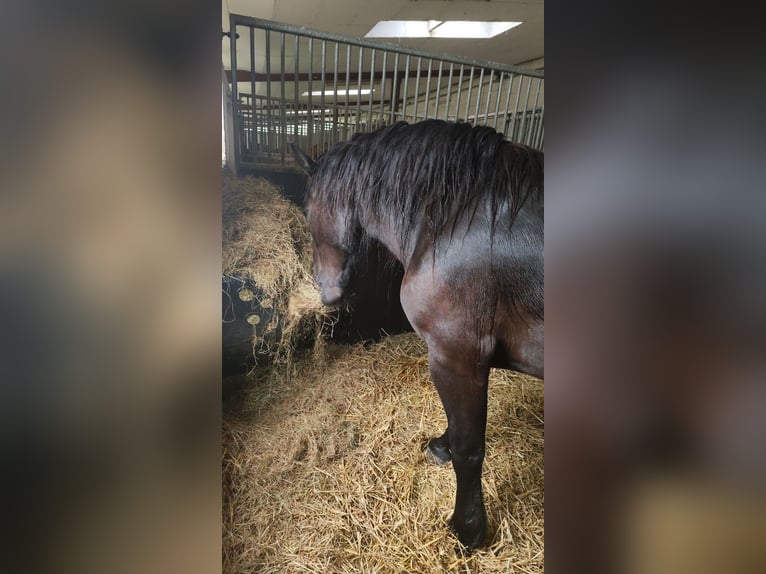 Noriker Mare 8 years 15,2 hh Black in Coppenbr&#xFC;gge