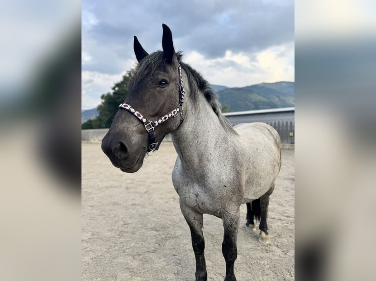 Noriker Mare 8 years 16.1 hh Grey-Blue-Tan in Mitterberg