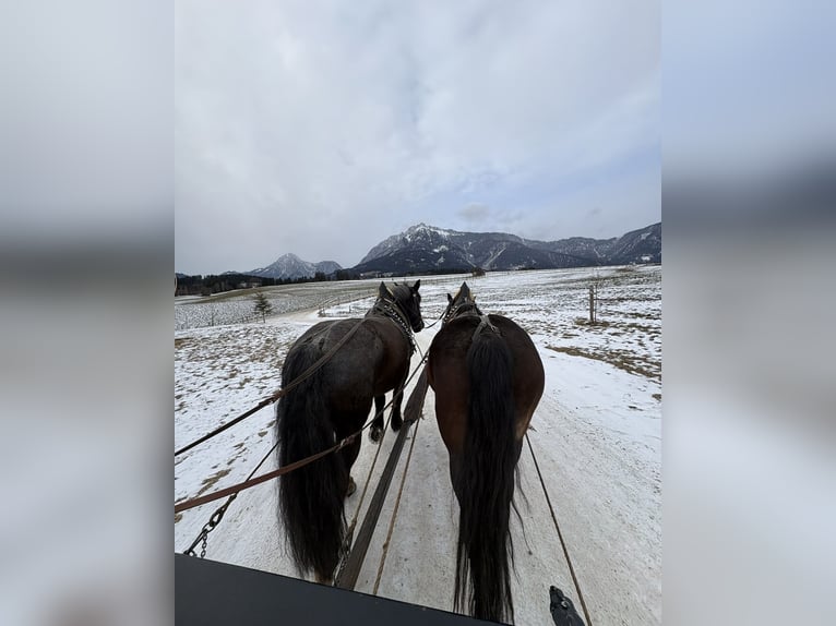 Noriker Mare 8 years 16.1 hh Grey-Blue-Tan in Mitterberg
