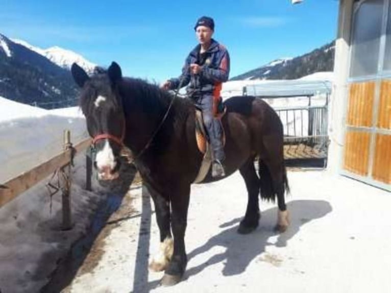 Noriker Mare 8 years 16,1 hh in Obertilliach