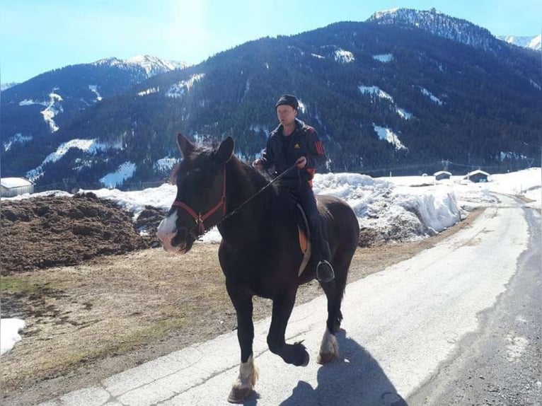 Noriker Mare 8 years 16,1 hh in Obertilliach