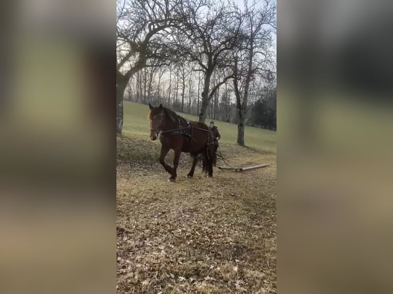 Noriker Mare 8 years 16 hh Brown in Texing