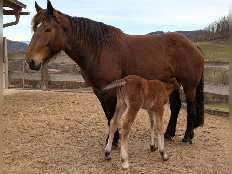 Noriker Mare 8 years 16 hh Brown in Texing