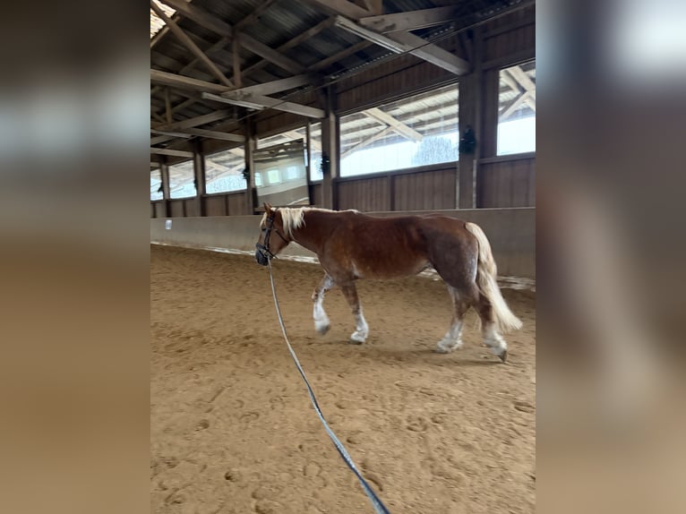 Noriker Mare 8 years 16 hh Chestnut-Red in Reichenbach