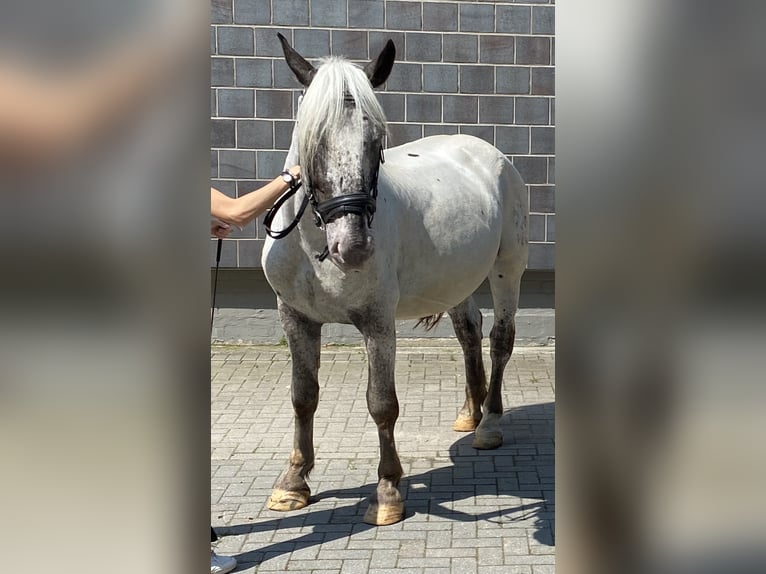 Noriker Mare 8 years 16 hh Grey in St. Peter am Kammersberg