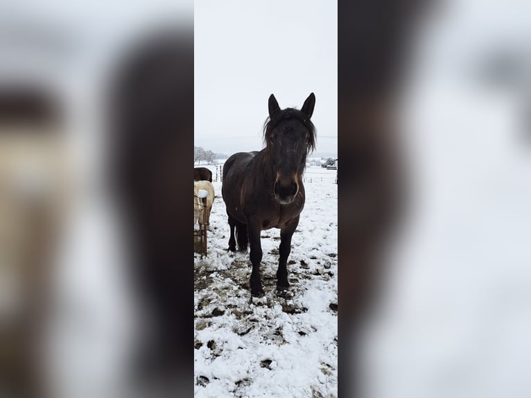 Noriker Mare 9 years 15.1 hh Bay-Dark in Buchenberg