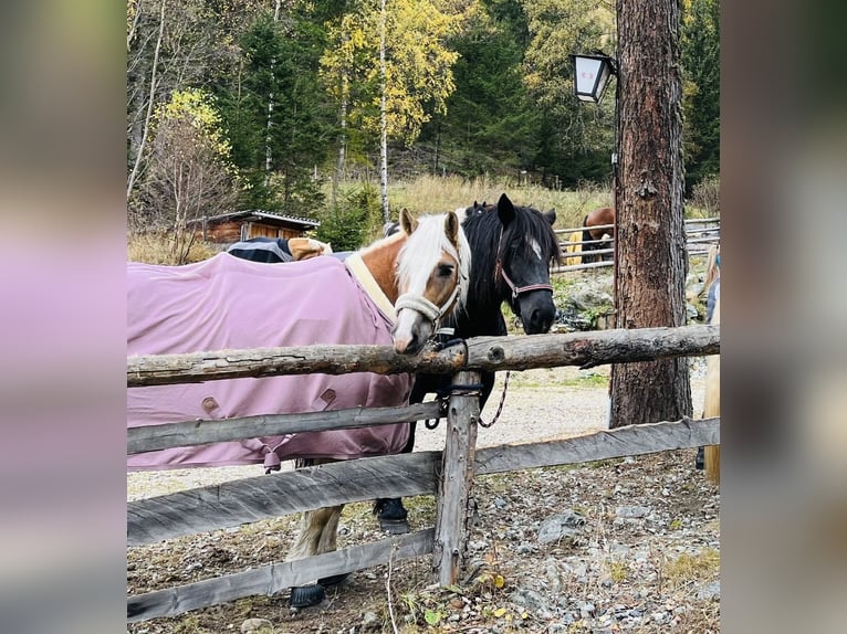 Noriker Mare 9 years 15.2 hh Black in St.Margarethen im Lungau
