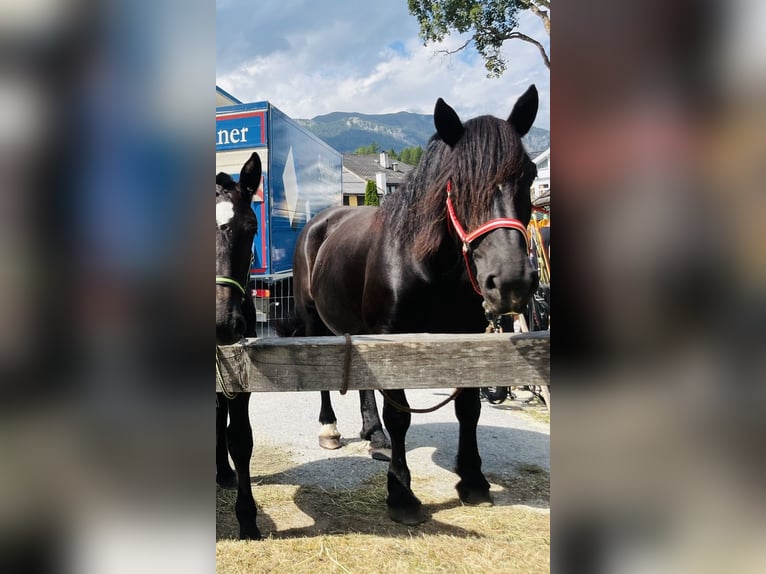 Noriker Mare 9 years 15.2 hh Black in St.Margarethen im Lungau
