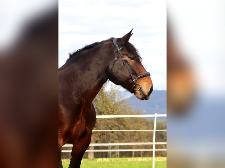 Noriker Mare 9 years 15,2 hh Brown in Kirchbichl