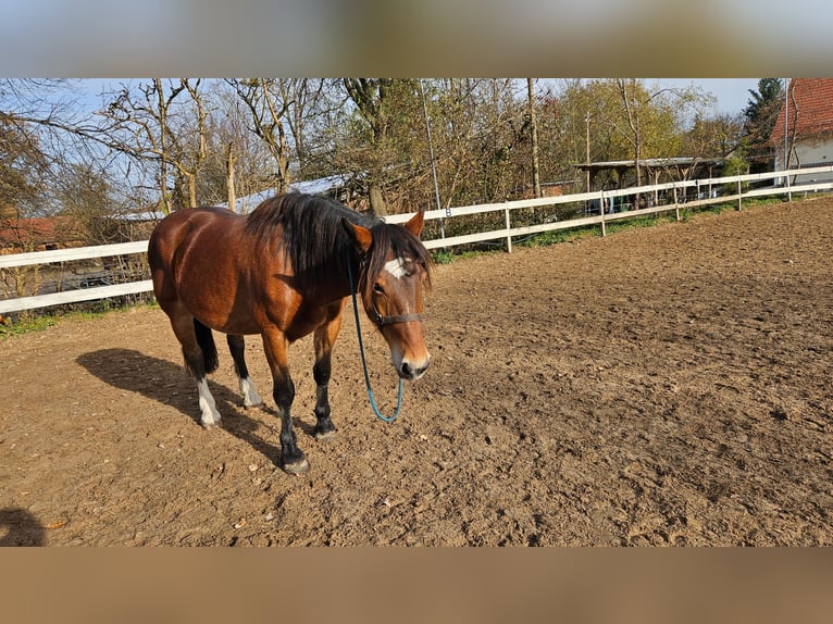 Noriker Mare 9 years 15,2 hh Brown in Gauting Ot Hausen