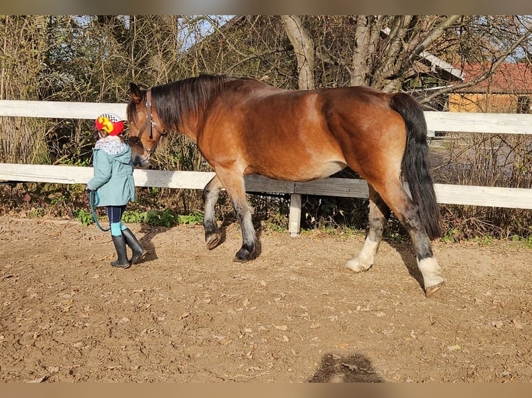 Noriker Mare 9 years 15,2 hh Brown in Gauting Ot Hausen