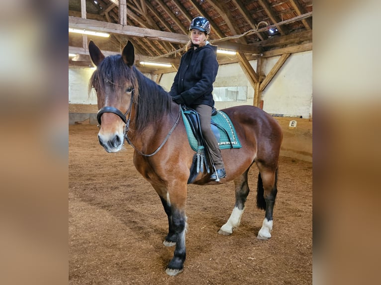 Noriker Mare 9 years 15,2 hh Brown in Gauting Ot Hausen