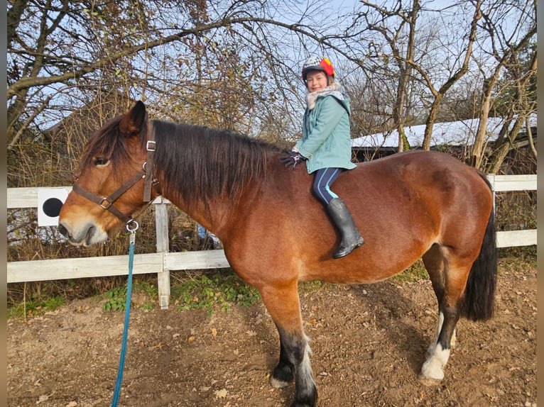 Noriker Mare 9 years 15,2 hh Brown in Gauting Ot Hausen