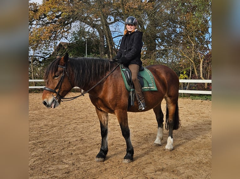 Noriker Mare 9 years 15,2 hh Brown in Gauting Ot Hausen