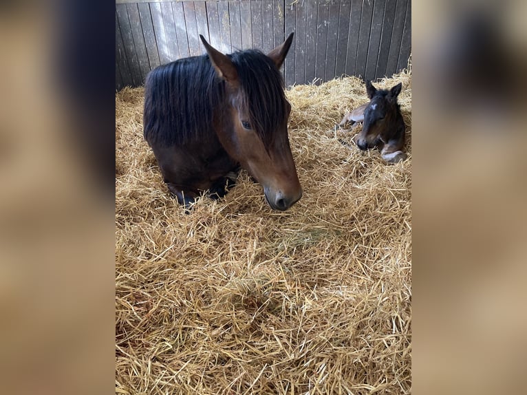 Noriker Mare 9 years 15,2 hh Brown in Gauting Ot Hausen