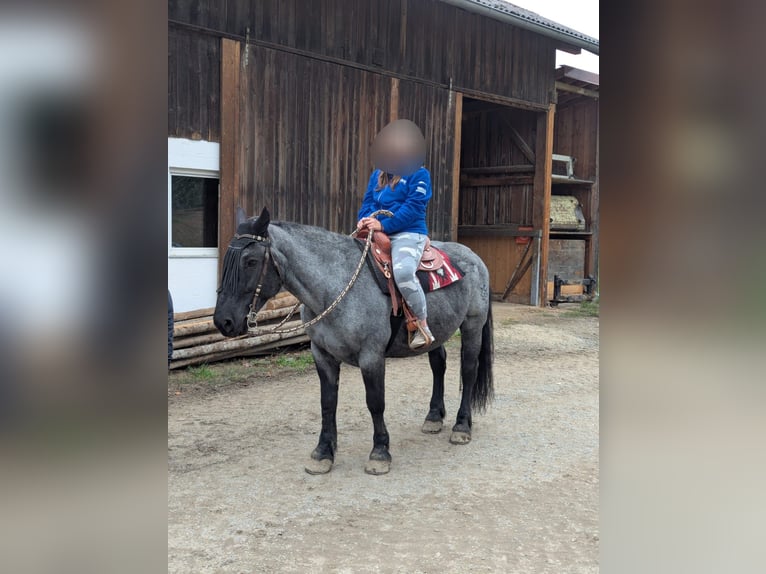 Noriker Mare 9 years 15.2 hh Grey-Blue-Tan in Kirchroth