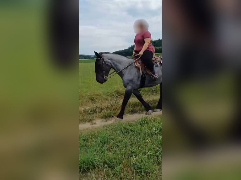 Noriker Mare 9 years 15.2 hh Grey-Blue-Tan in Kirchroth