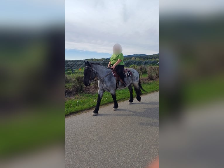 Noriker Mare 9 years 15.2 hh Grey-Blue-Tan in Kirchroth