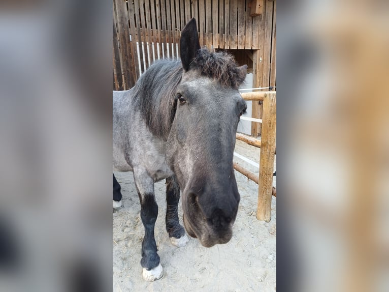 Noriker Mare 9 years 15.2 hh Grey-Blue-Tan in Kirchroth