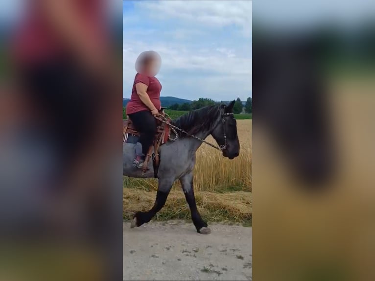 Noriker Mare 9 years 15.2 hh Grey-Blue-Tan in Kirchroth