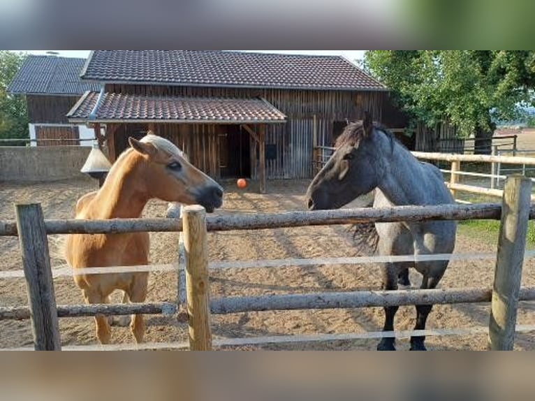 Noriker Mare 9 years 15.2 hh Grey-Blue-Tan in Kirchroth