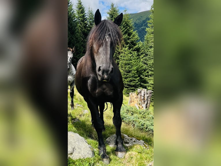 Noriker Mare 9 years 15,2 hh Black in St.Margarethen im Lungau