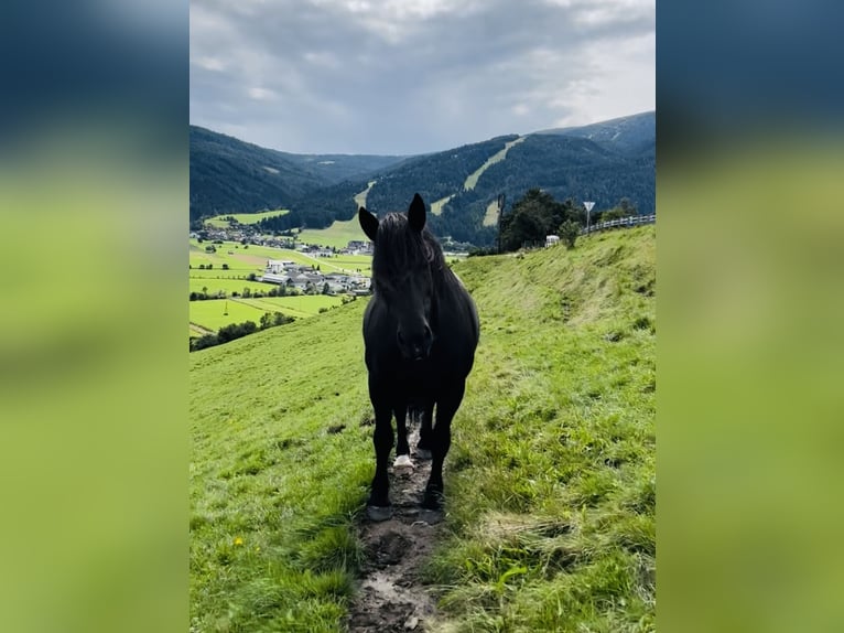 Noriker Mare 9 years 15,2 hh Black in St.Margarethen im Lungau