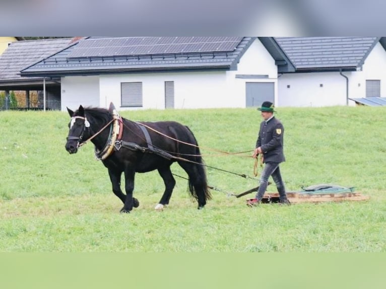 Noriker Mare 9 years 15,2 hh Black in St.Margarethen im Lungau