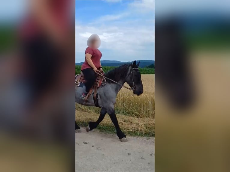 Noriker Mare 9 years 15,2 hh Grey-Blue-Tan in Kirchroth