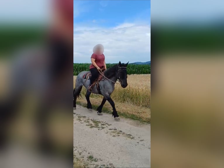 Noriker Mare 9 years 15,2 hh Grey-Blue-Tan in Kirchroth